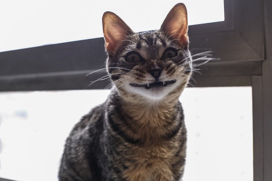Смешные улыбки кошек