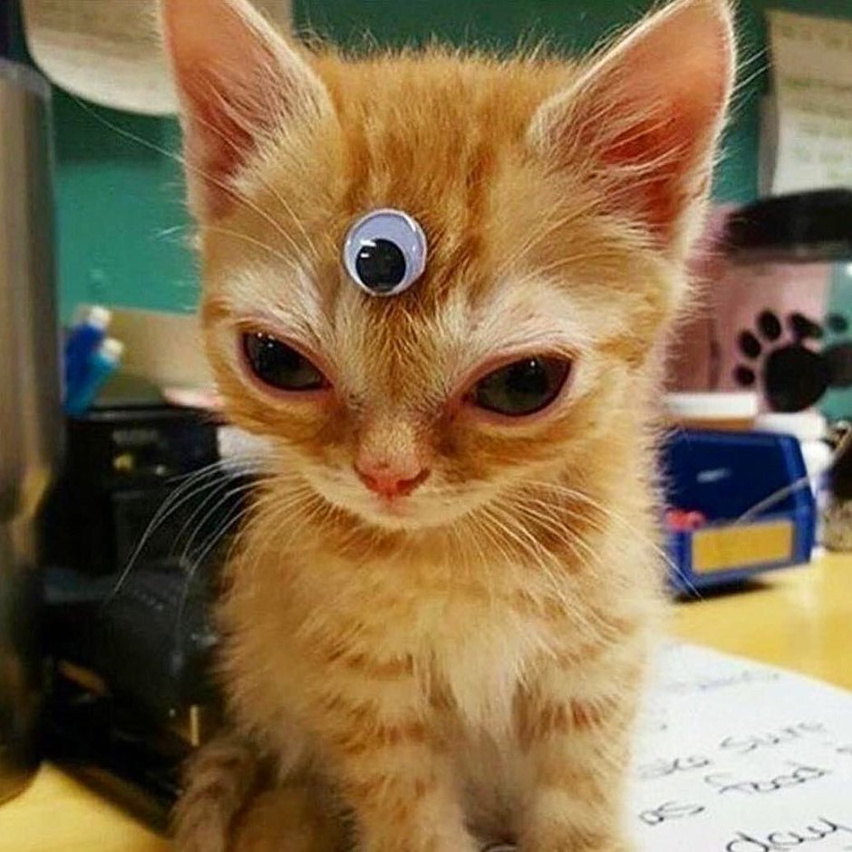 Коты мемы