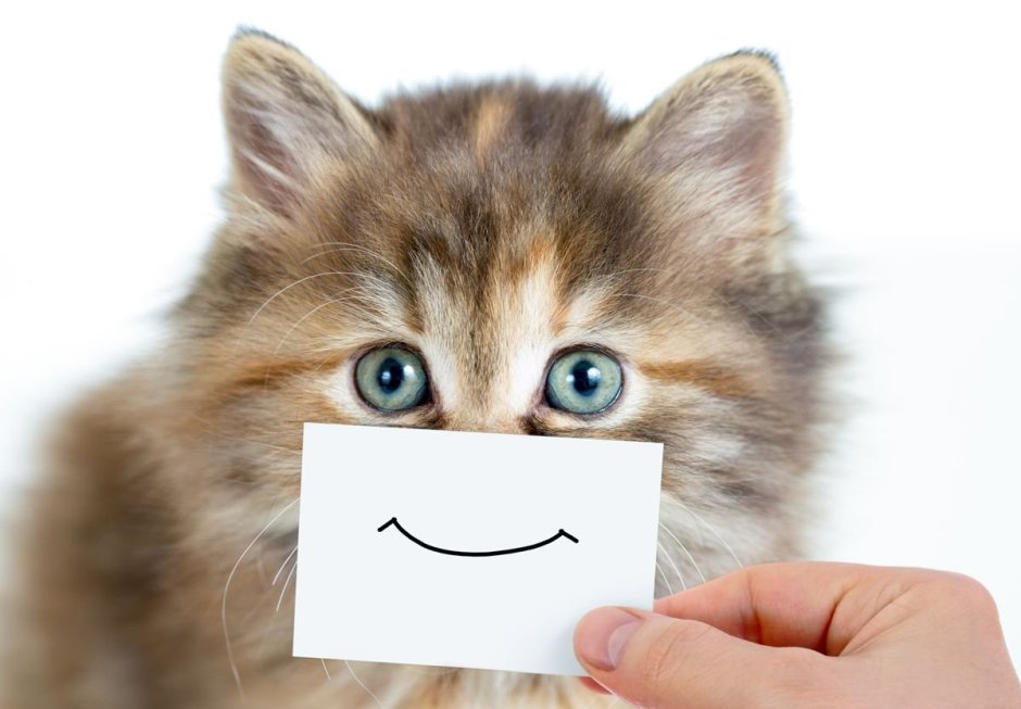 Котик улыбается