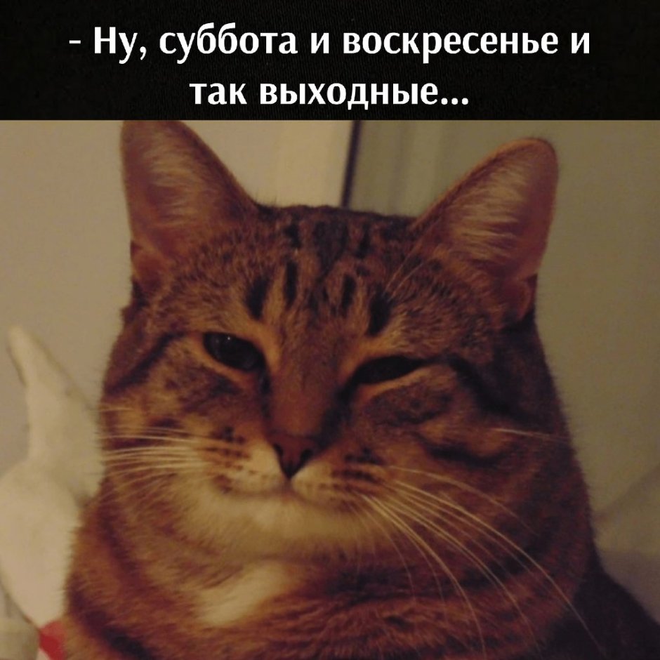 Веселый котик