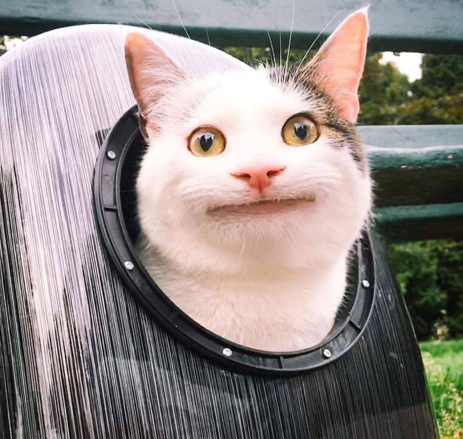 Странные коты