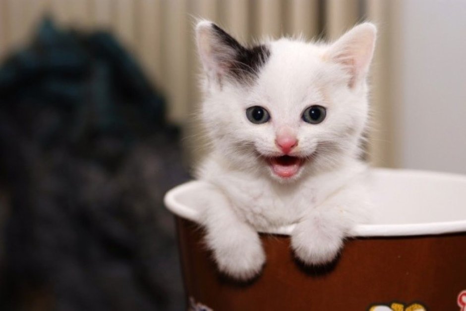 Котенок с выпученными глазами