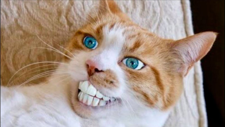 Смайлики эмодзи кот
