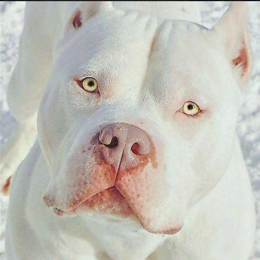 Американский питбуль белый