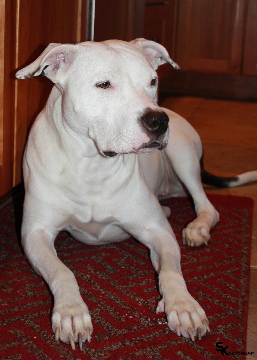 Американский стаффордширский терьер белый