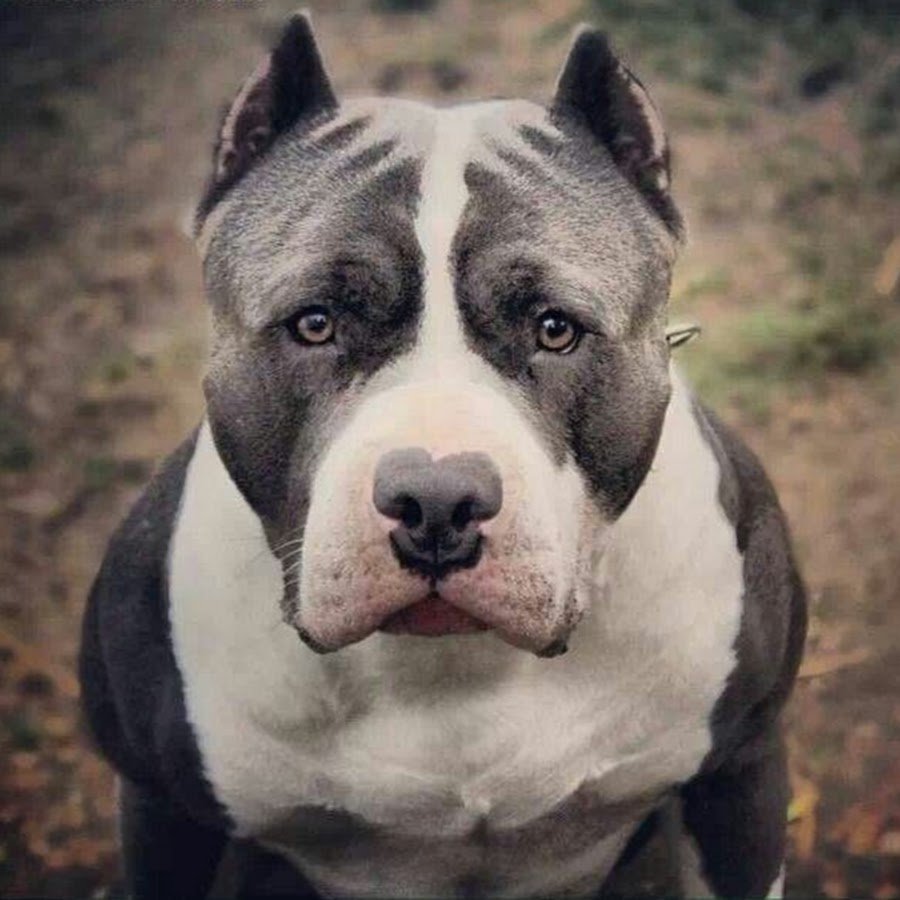 Американский стаффордширский терьер злой