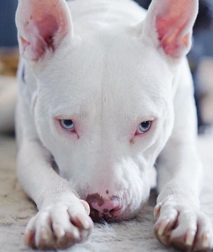 Аргентинский дог альбинос