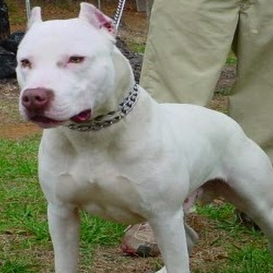 Стафф терьер белый