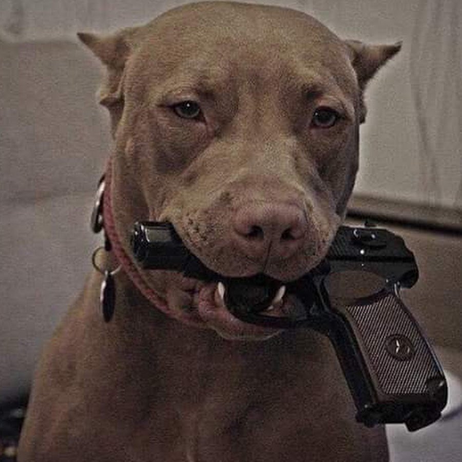 Питбультерьер Прайтер