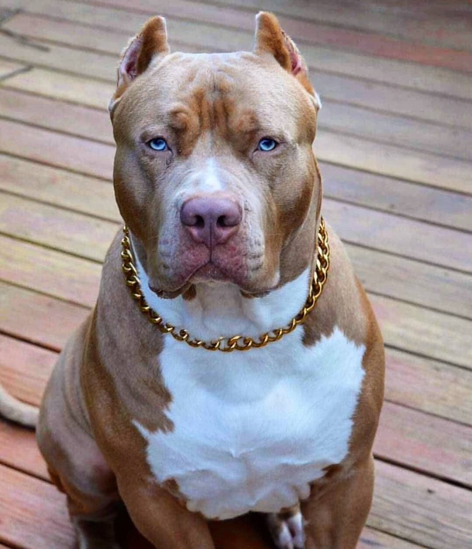 Стаффордширский терьер булли белый