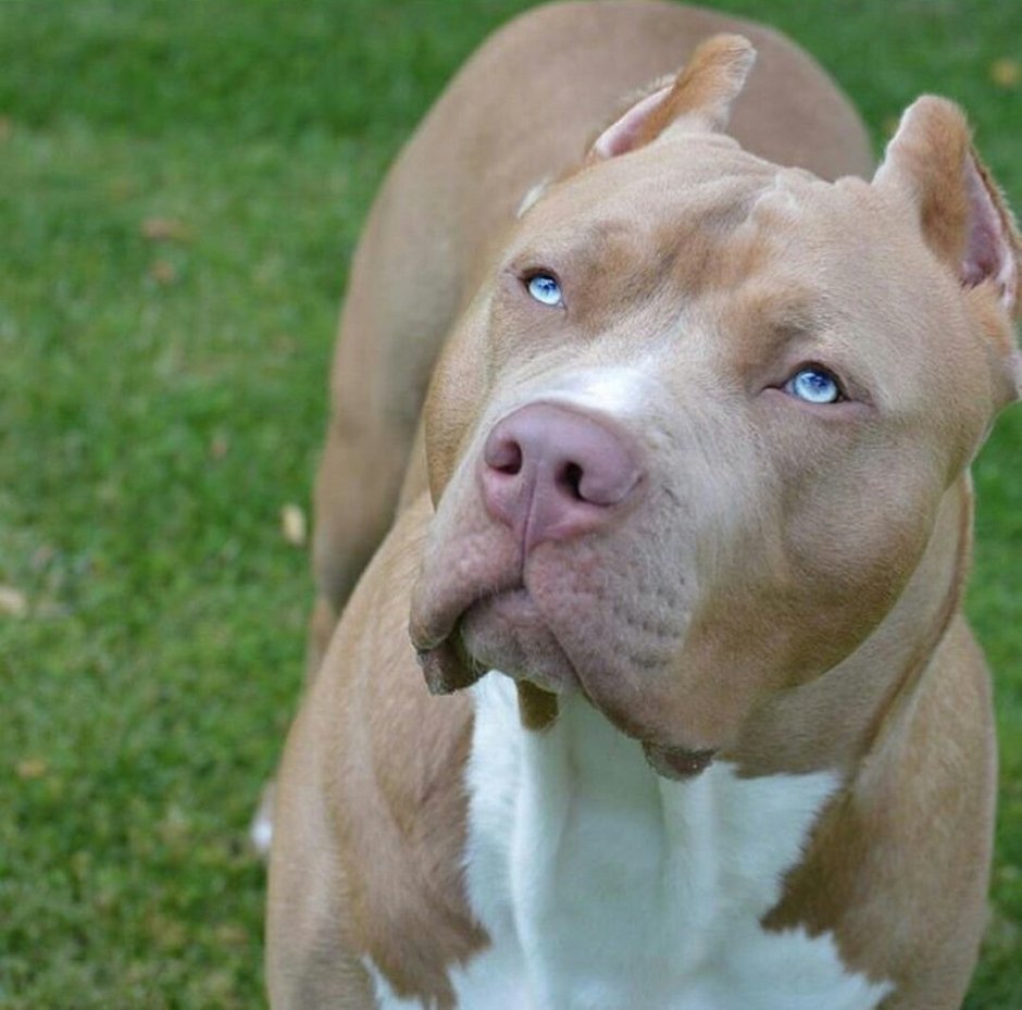 Питбультерьер золотистый