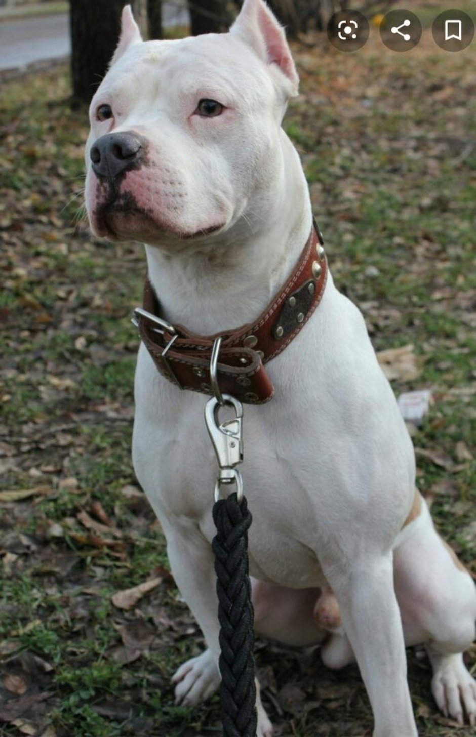 Американский питбуль белый