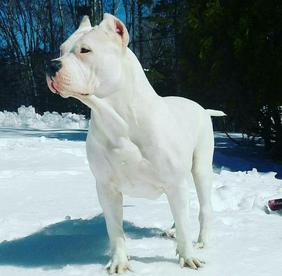 Американский стаффордширский терьер смесь