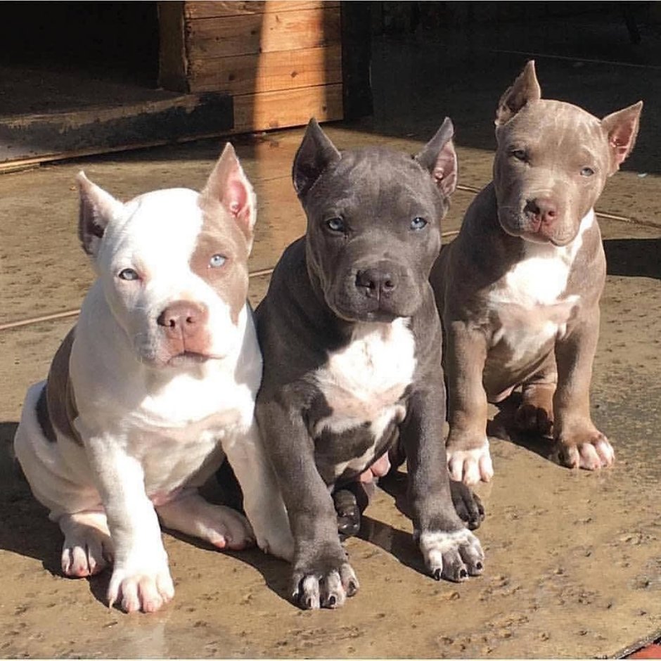 Питбуль Прайтер