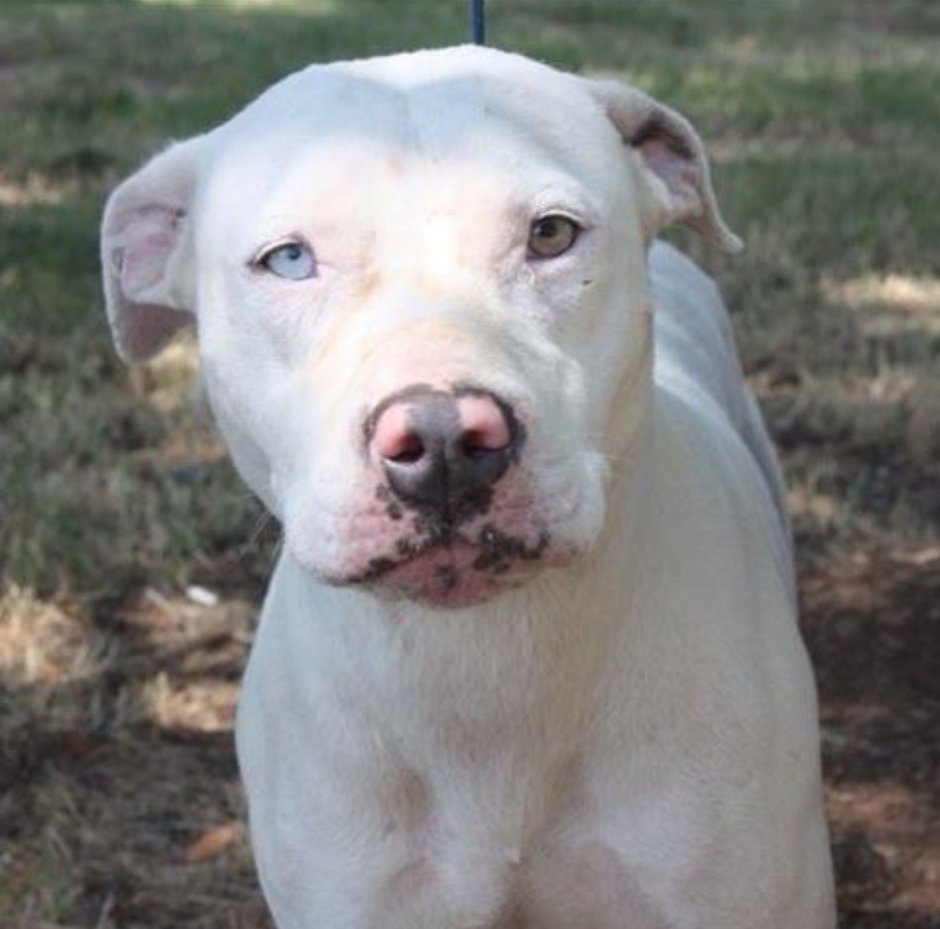 Бультерьер американский питбуль