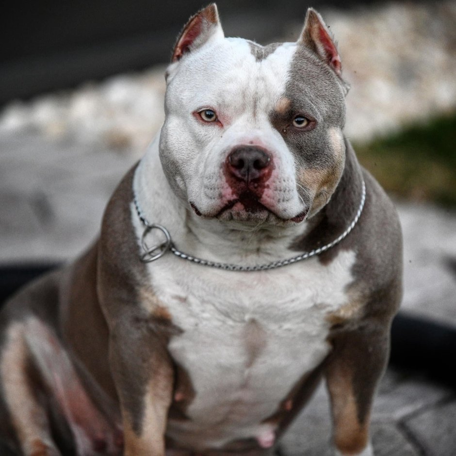 Питбуль серебристый