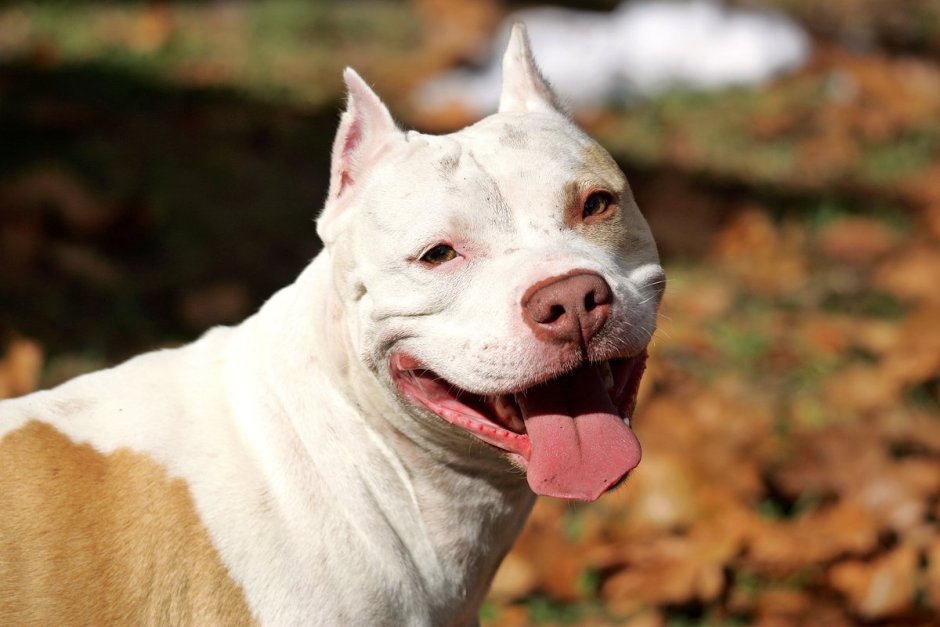 Бриндизийская Бойцовая собака