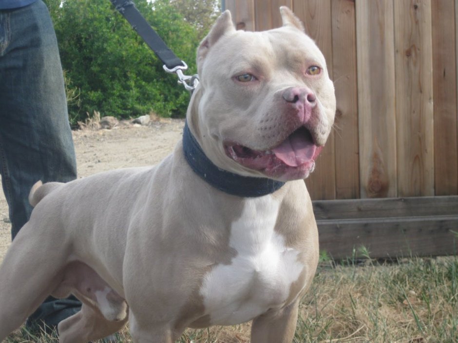 Бриндизийская Бойцовая собака