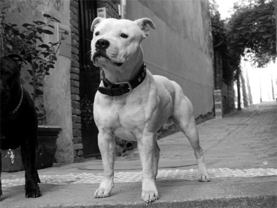 Стаффорд картинка черно белая