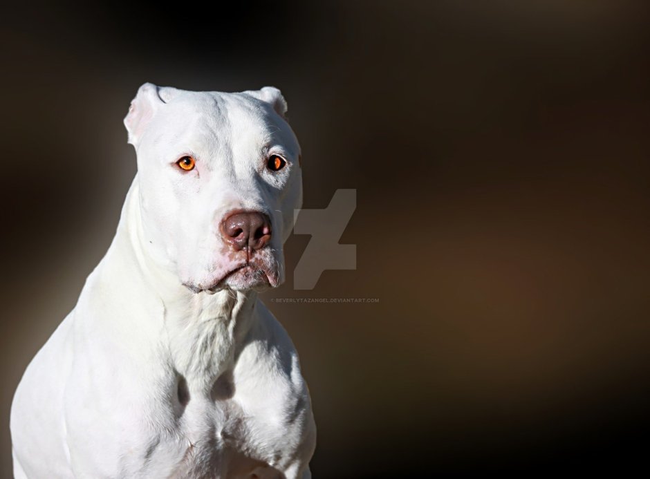 Американский стаффордширский терьер альбинос