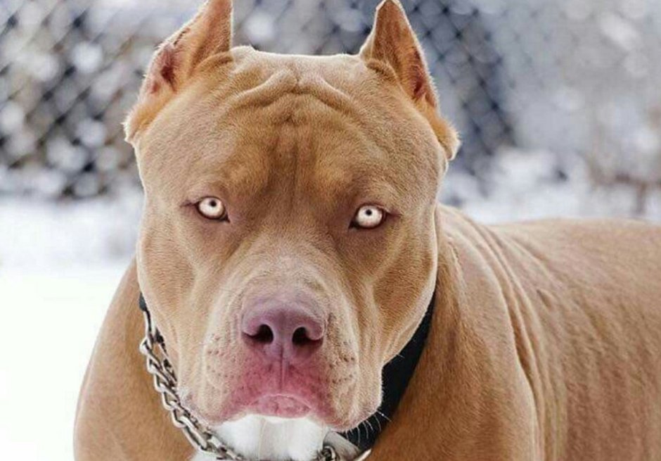 Стаффордширский терьер американский питбультерьер