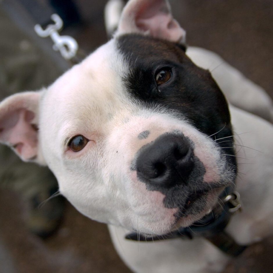 Американский стаффордширский терьер белая морда