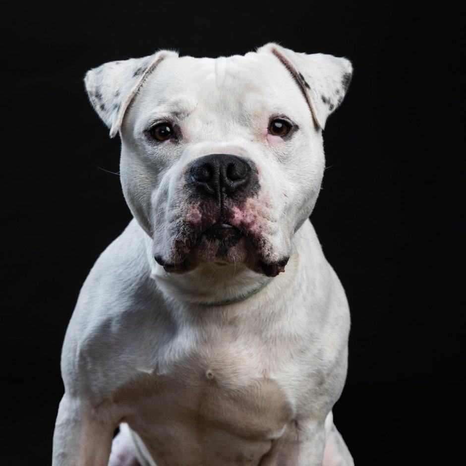 Питбуль белый