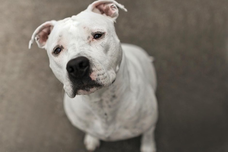 Кабаний окрас стаффордширский терьер