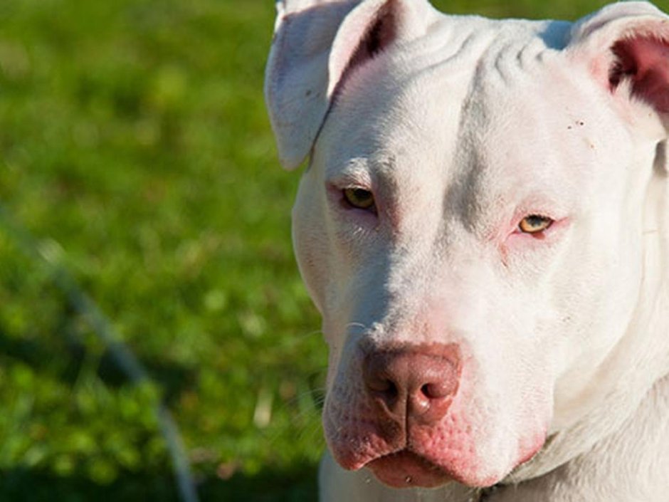 Американский питбультерьер белый