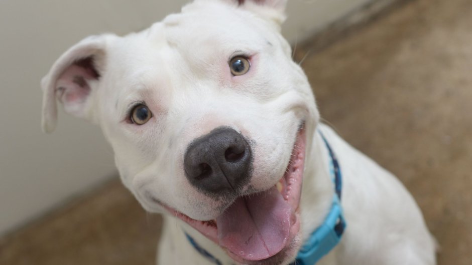 Белый питбуль с голубыми глазами
