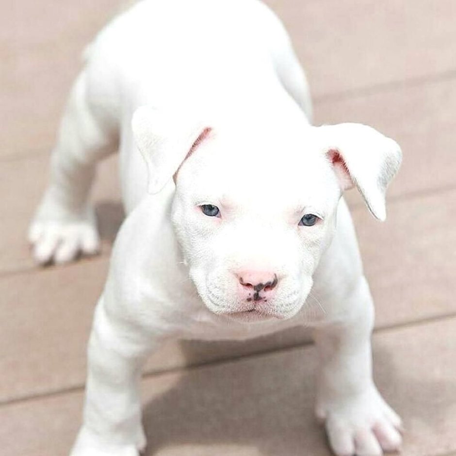 Аргентинский дог злой