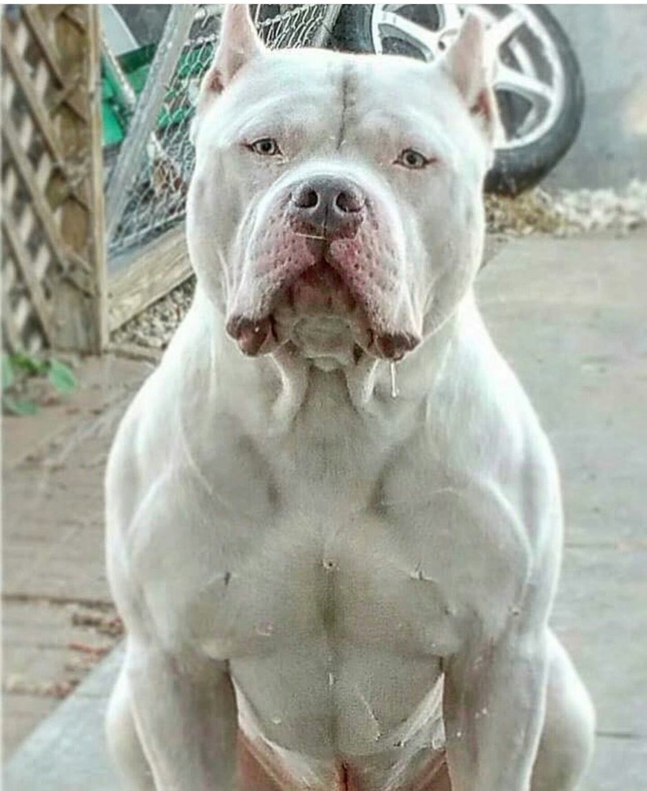 Булли порода белый собак
