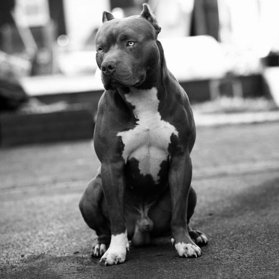 Питбуль черно белый