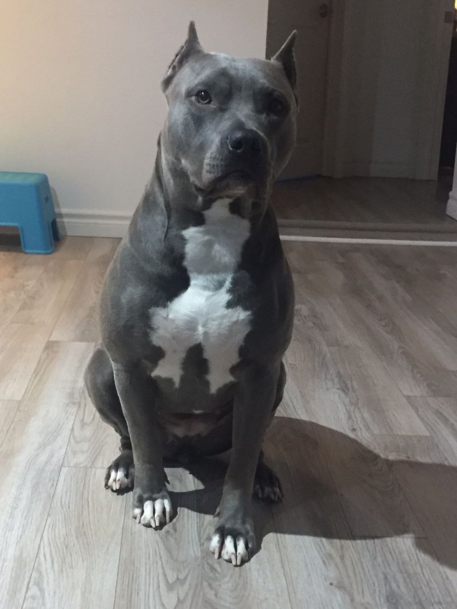 Стаффордширский терьер альбинос