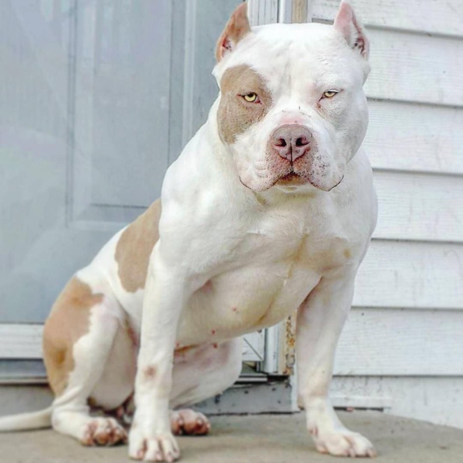 Аргентинский булли