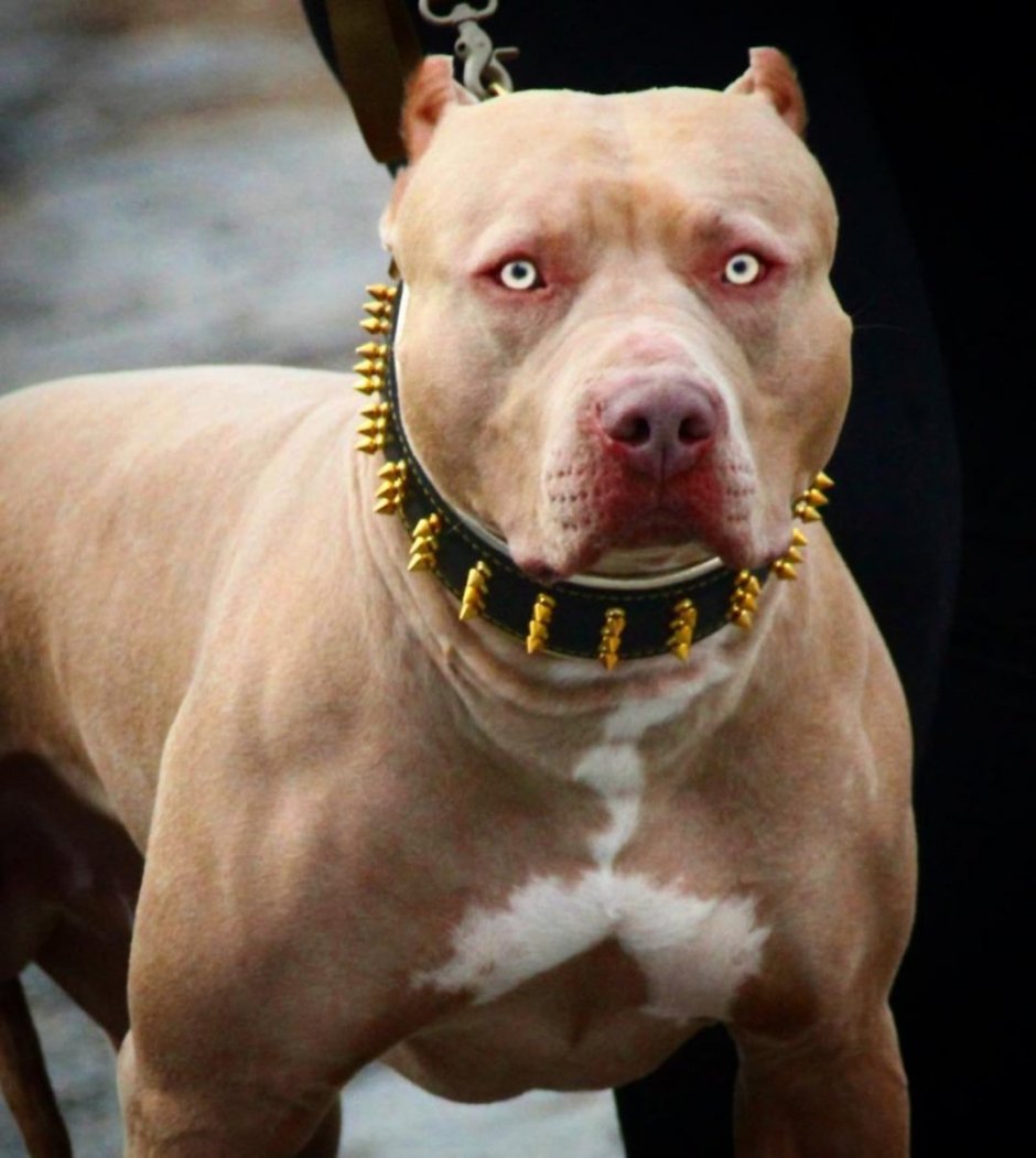 Собака стаффордширский терьер