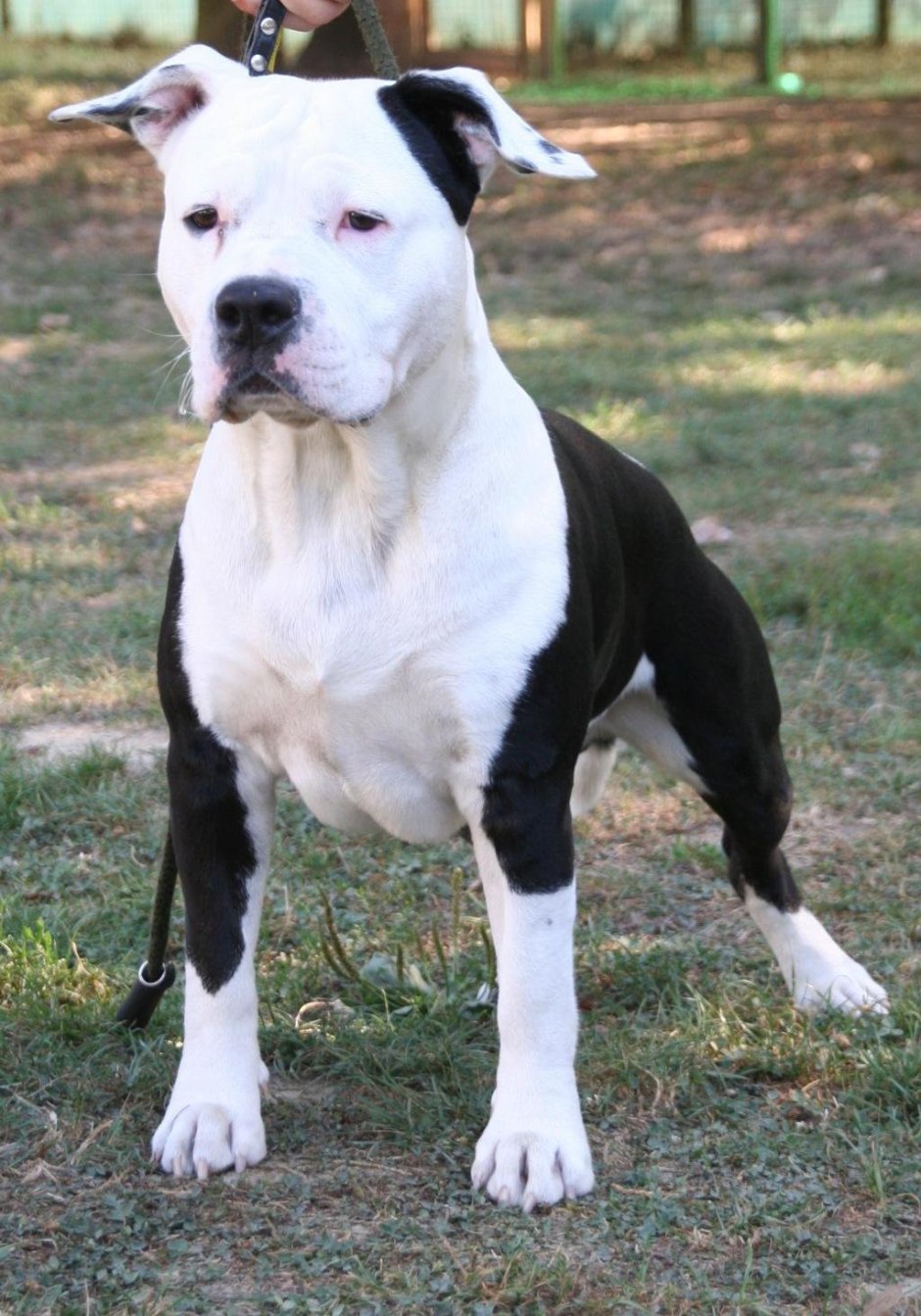 Питбуль чёрный чистокровный