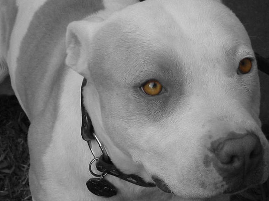 Буль энд терьер Билли