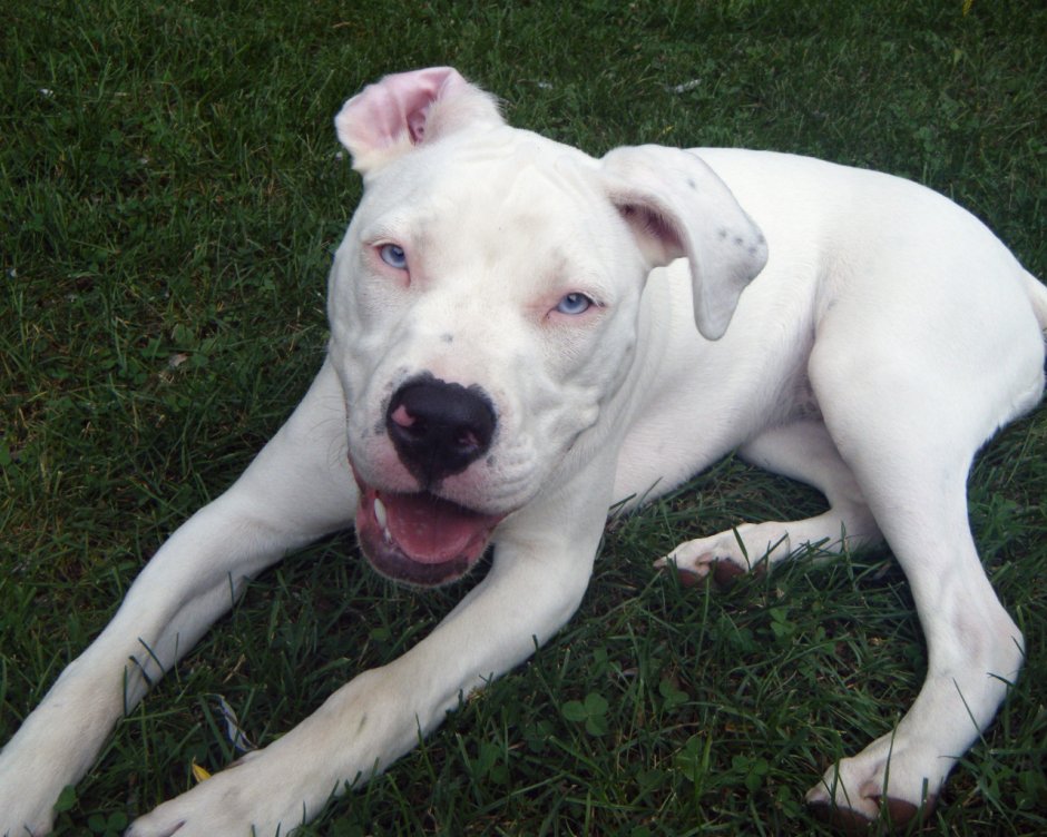 Белый Бойцовский питбуль