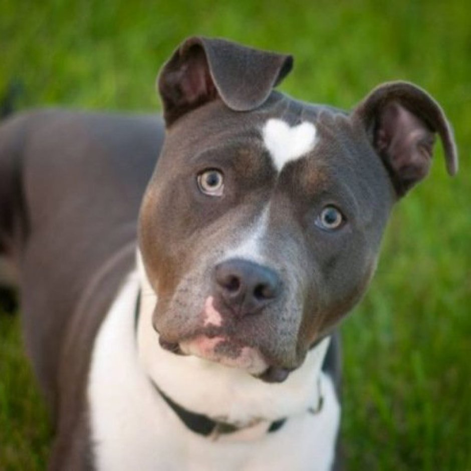 Керри бультерьер фото