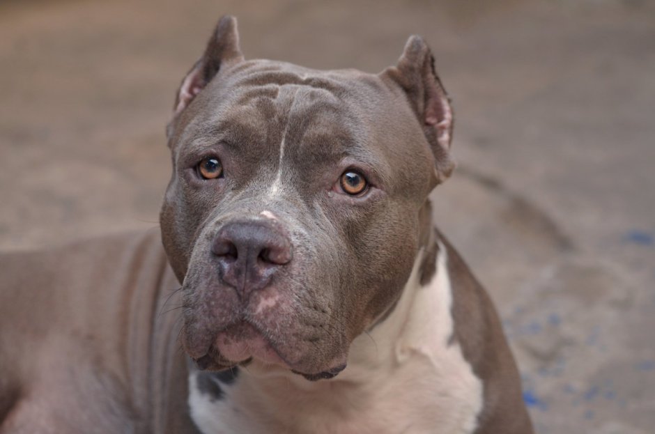 Американский питбультерьер белый