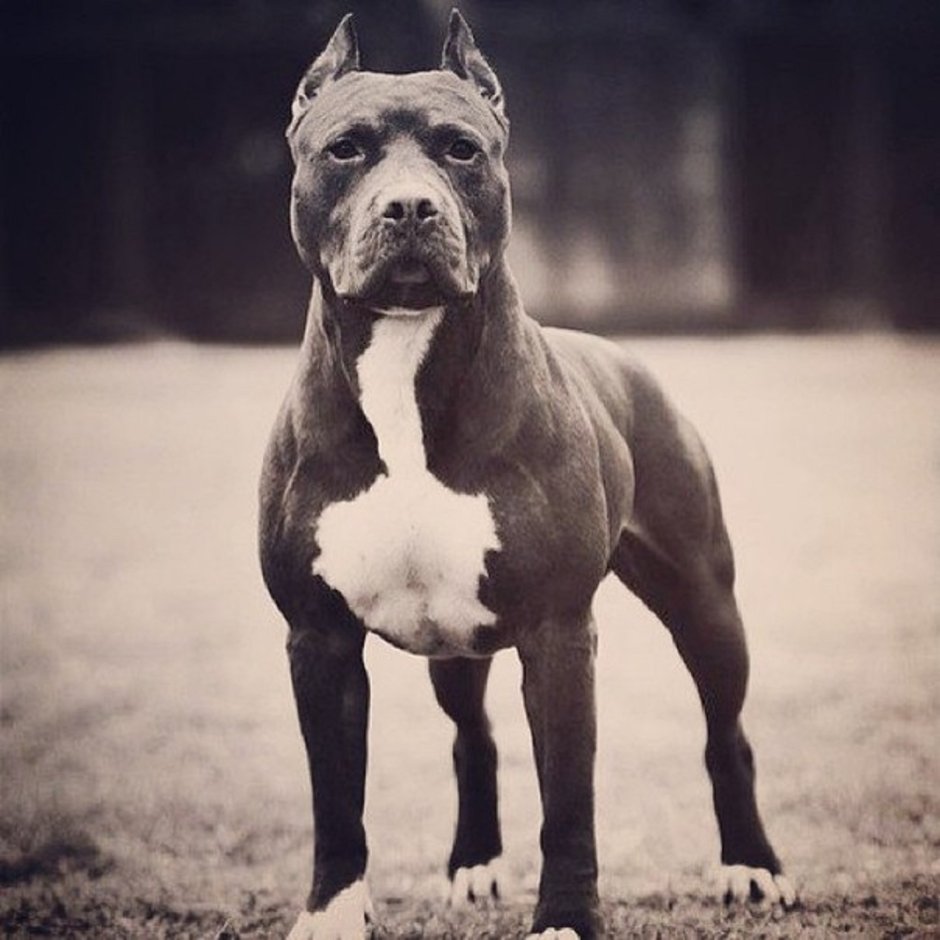 Питбуль с пистолетом в зубах