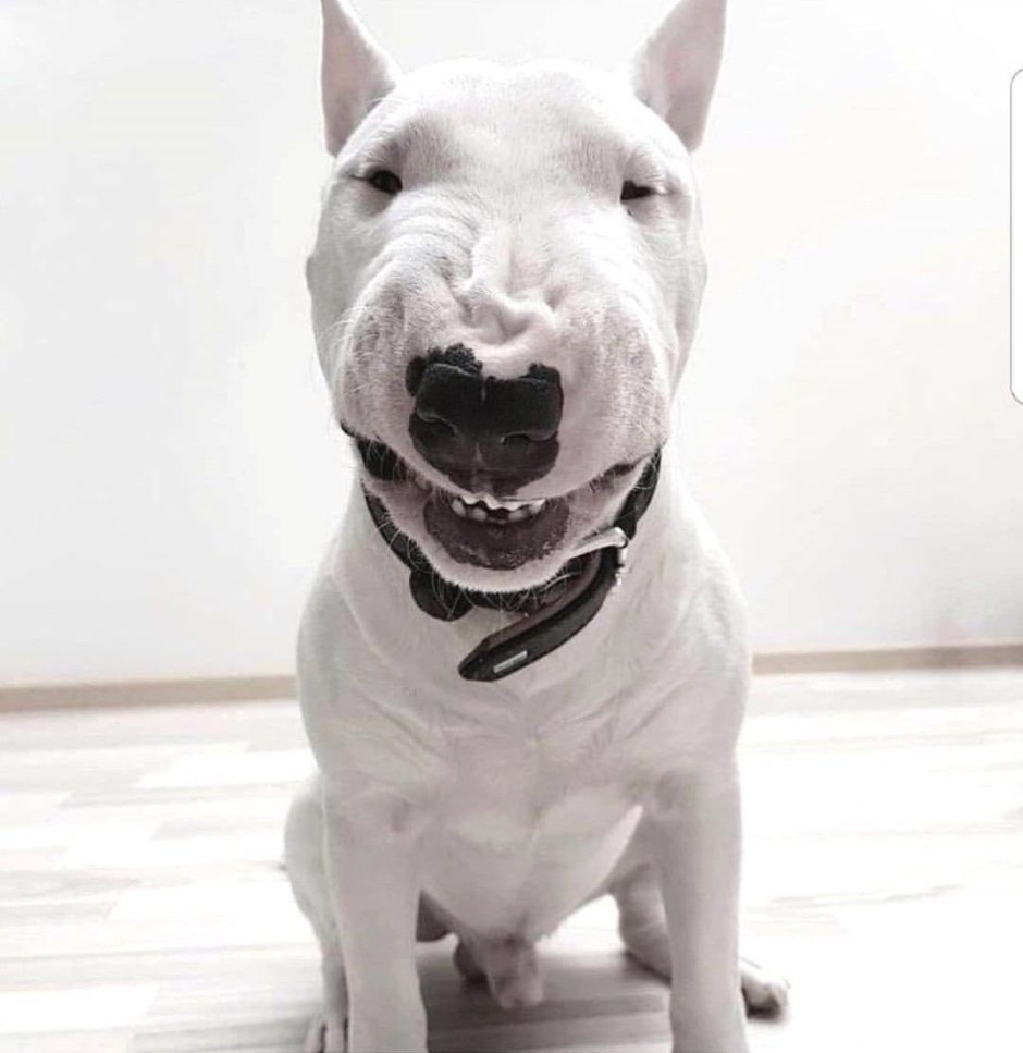 Питбуль белый маленький