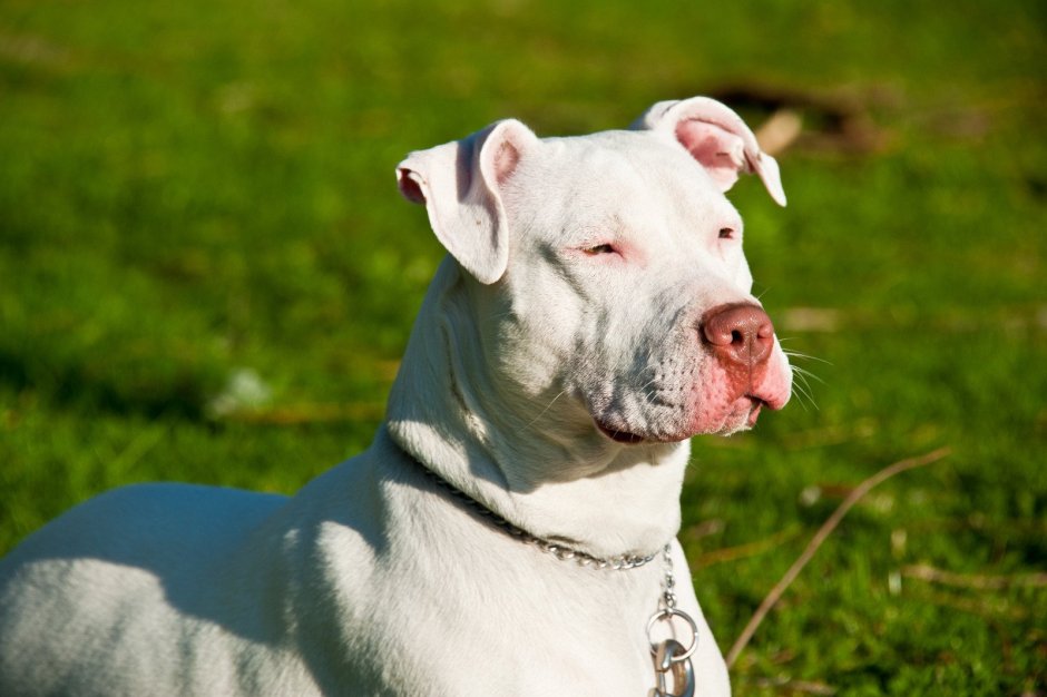 Американский питбуль белый