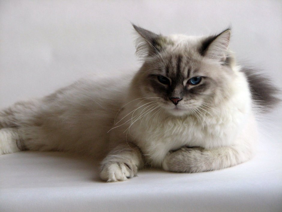 Невская маскарадная кот