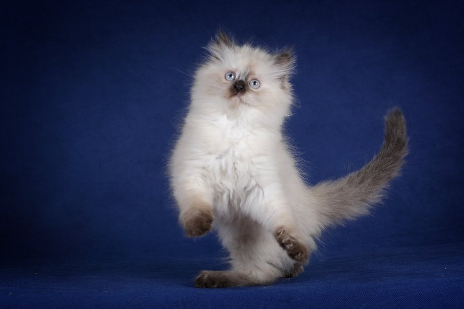 Невский маскарадный кот tortie-point