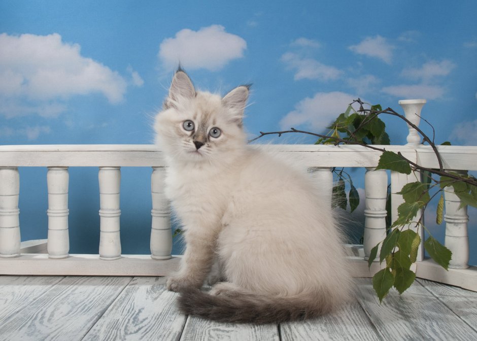 Невская маскарадная кошка короткошерстная