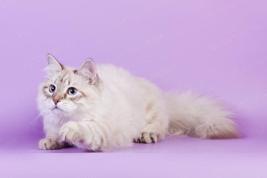 Невская Выставочная кошка