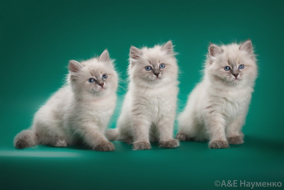Невская кошка Невская маскарадная