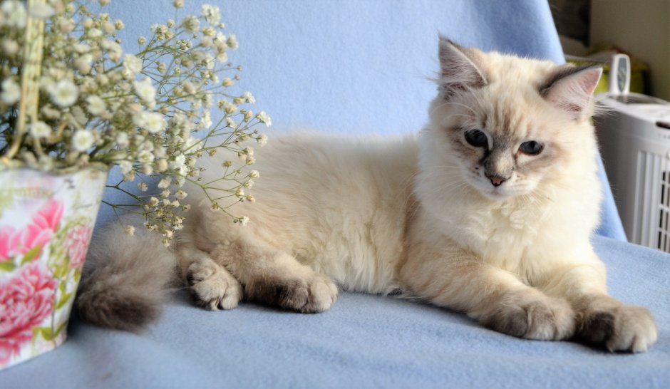 Невская маскарадная кошка короткошерстная
